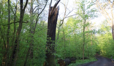 Grünflächenamt pflanzt neue Stieleichen im Stadtwald · Leipziger Zeitung