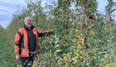 Obstbauer muss 22.000 Bäume roden