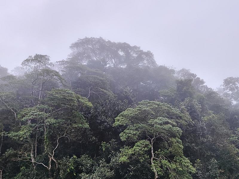 Schneider Verteidigt Fehlen Konkreter Summe Zum Tropenwald-Fonds
