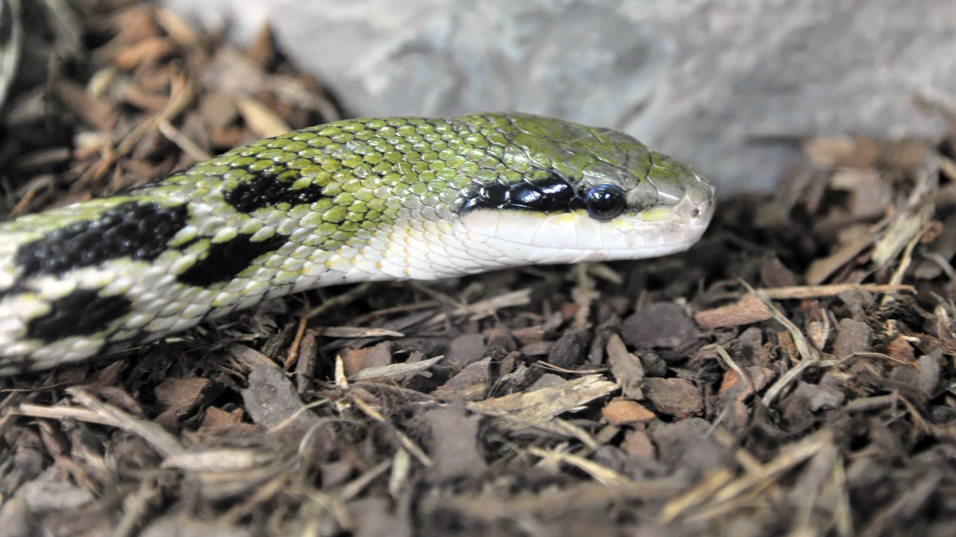 Schönnatter (Symbolfoto): Ein ähnliches Exemplar wurde am Donnerstag in einem Zug entdeckt.