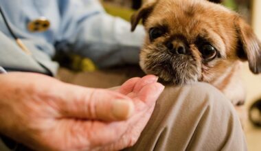 Haustiere als Helfer im Heim? Die Herausforderungen bleiben groß
