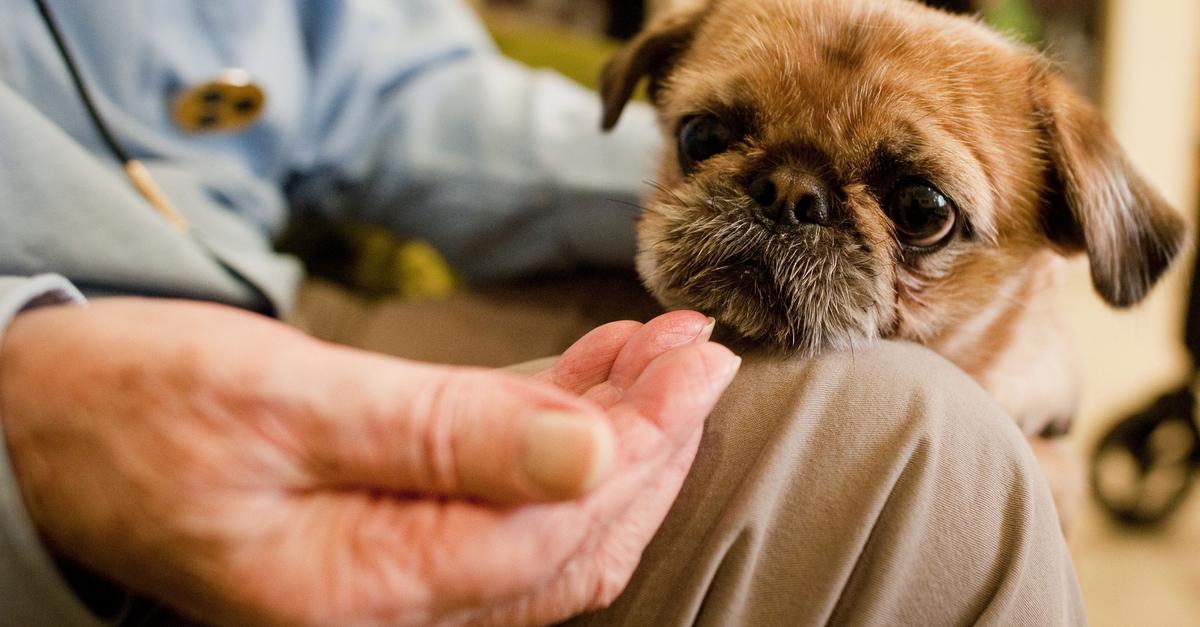 Haustiere als Helfer im Heim? Die Herausforderungen bleiben groß