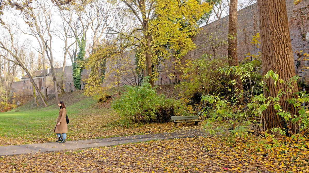 Die Stadtmauer an der Thommstraße lädt zum Herbstspaziergang ein