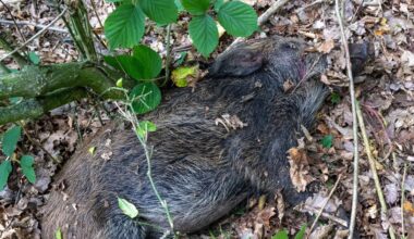 Wiesbadener Sportvereine sollen bei Bergung von toten Wildschweinen helfen