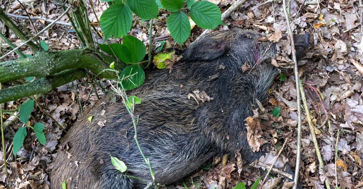 Wiesbadener Sportvereine sollen bei Bergung von toten Wildschweinen helfen