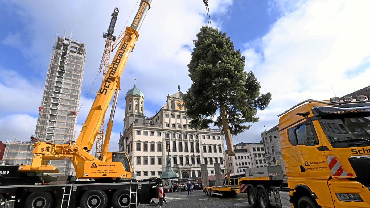 Der Christbaum des Augsburger Christkindlmarkts kommt 2025 aus Gessertshausen
