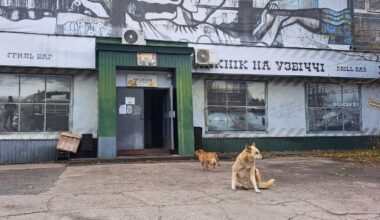 Rätsel um die blauen Hunde in Tschernobyl ist gelöst