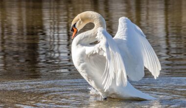 Vogelgrippe bei Schwänen im Stadtgebiet Augsburg nachgewiesen