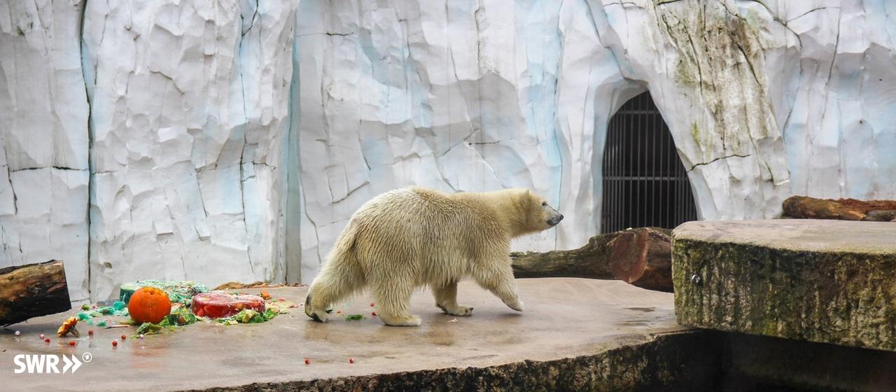 Eisbär Mika aus dem Karlsruher Zoo ist jetzt ein Jahr alt. | SWR, Greta Hirsch Eisbär Mika aus dem Karlsruher Zoo ist jetzt ein Jahr alt.