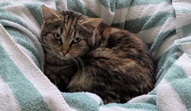 Wuppertaler Tierschutzverein Taltatzen sucht für sechs Katzen ein "Für-Immer-Zuhause" - blickfeld