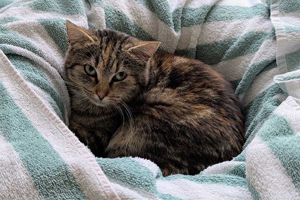 Wuppertaler Tierschutzverein Taltatzen sucht für sechs Katzen ein "Für-Immer-Zuhause" - blickfeld