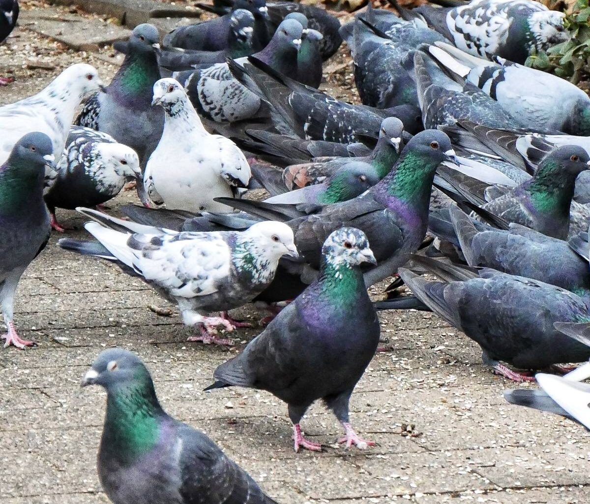 Vogeleinflugschutz über der Nordbahntrasse - Radio Wuppertal