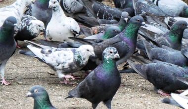 Vogeleinflugschutz über der Nordbahntrasse - Radio Wuppertal