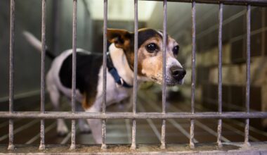 Tierheim Duisburg bittet um Hilfe: "Dringend"