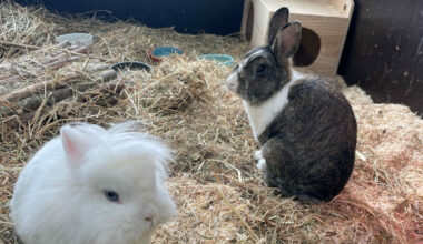 Mitten in der Nacht: Feuerwehr muss ins Tierheim Duisburg fahren