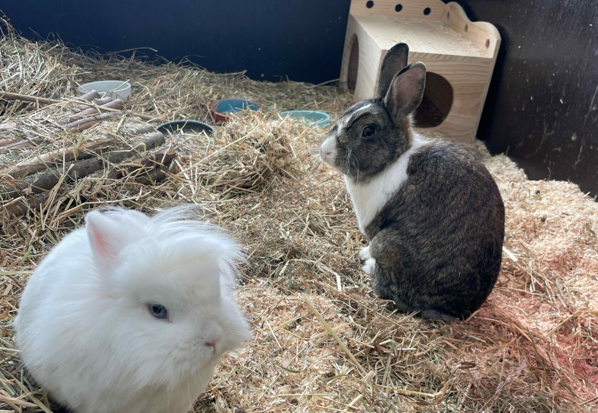 Mitten in der Nacht: Feuerwehr muss ins Tierheim Duisburg fahren