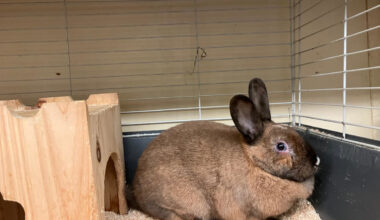 Anblick von Kaninchen "Marie" löst Angst aus – Tierheim Duisburg reagiert
