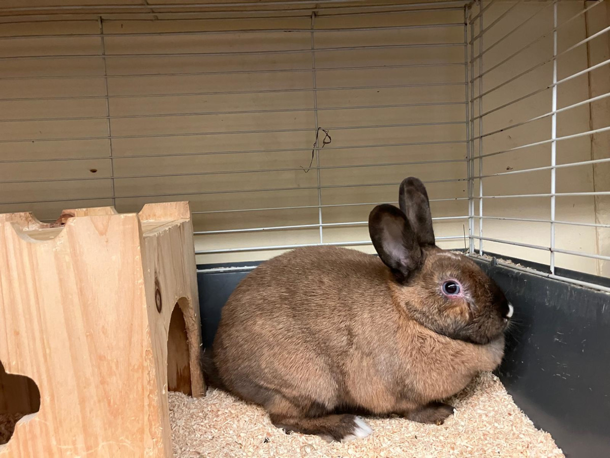 Anblick von Kaninchen "Marie" löst Angst aus – Tierheim Duisburg reagiert