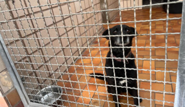 Seniorin aus Duisburg gibt Hündin Tina ab – Pfleger haben wenig Hoffnung