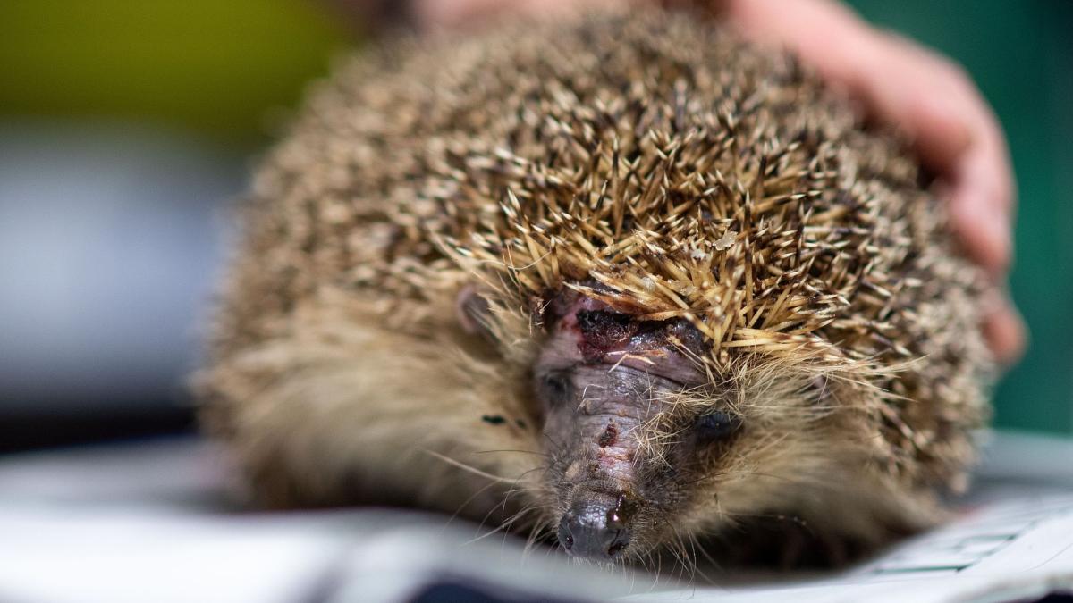 Maßnahmen gegen den Rückgang der Igel im Herbst