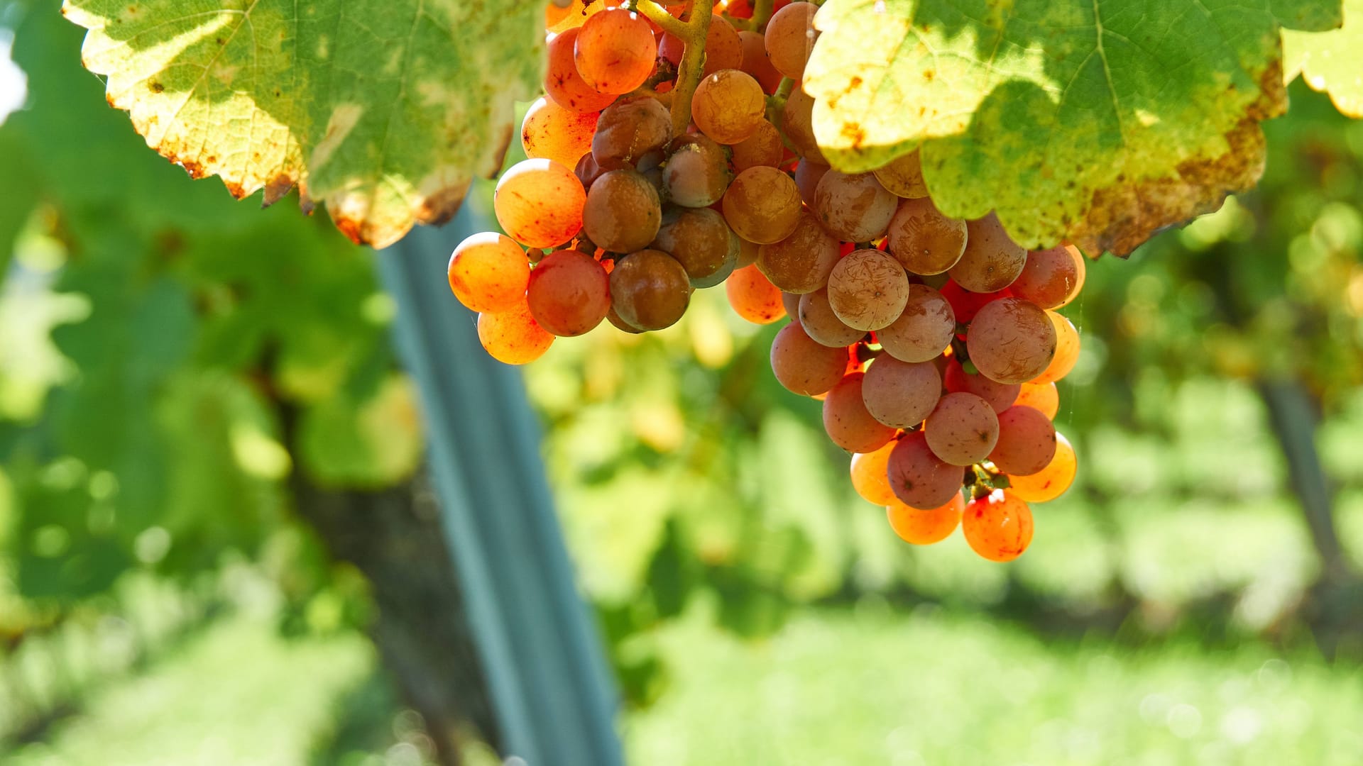 Trauben in den Weinbergen des Elsaß, Frankreich.