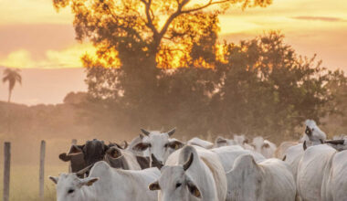 Mercosur: Was Brasilien liefert - was Brasilien fürchtet