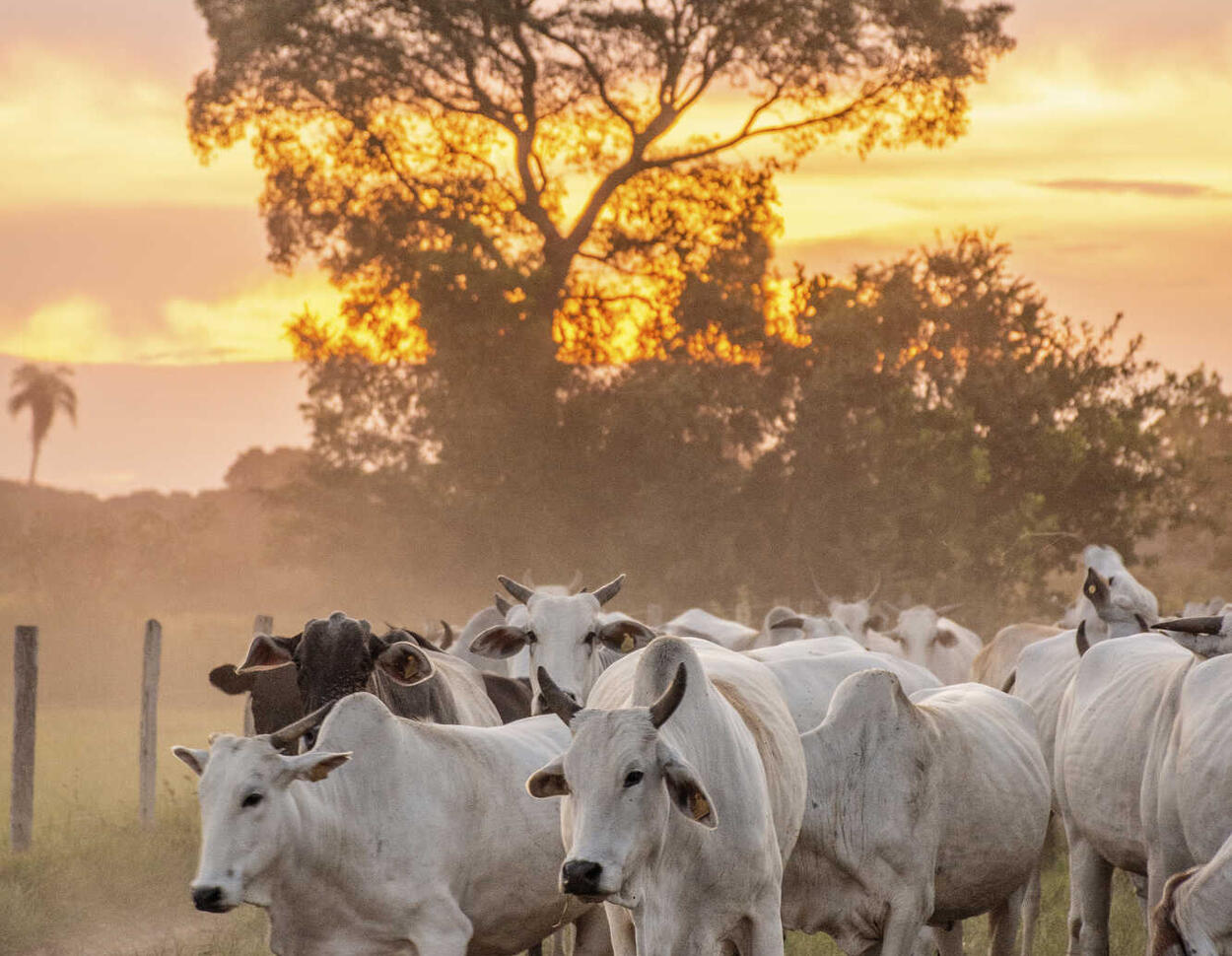 Mercosur: Was Brasilien liefert - was Brasilien fürchtet
