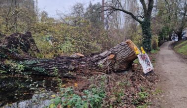 Baum in der Düssel soll „zeitnah“ entsorgt werden 