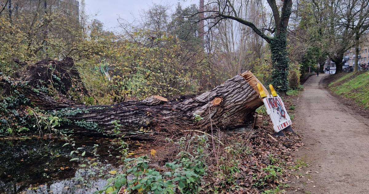 Baum in der Düssel soll „zeitnah“ entsorgt werden 