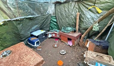 Futterstelle für Katzen in Wuppertal-Barmen vorerst gesichert