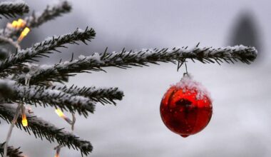 Hier kann man Bäume in Bonn und Region kaufen