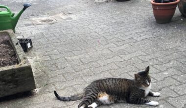 Kater Don Carlos aus Bonn-Vilich: Rätsel gelöst