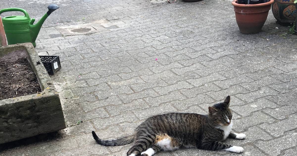 Kater Don Carlos aus Bonn-Vilich: Rätsel gelöst