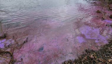 Stadt warnt vor Giftstoffen im Elfrather See