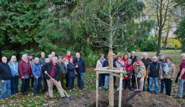 Heimat- und Geschichtsfreunde Willich spenden Amberbaum