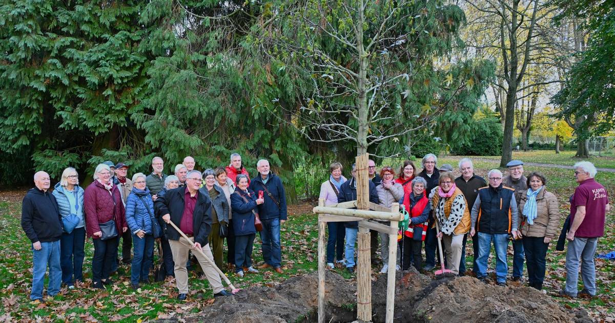 Heimat- und Geschichtsfreunde Willich spenden Amberbaum