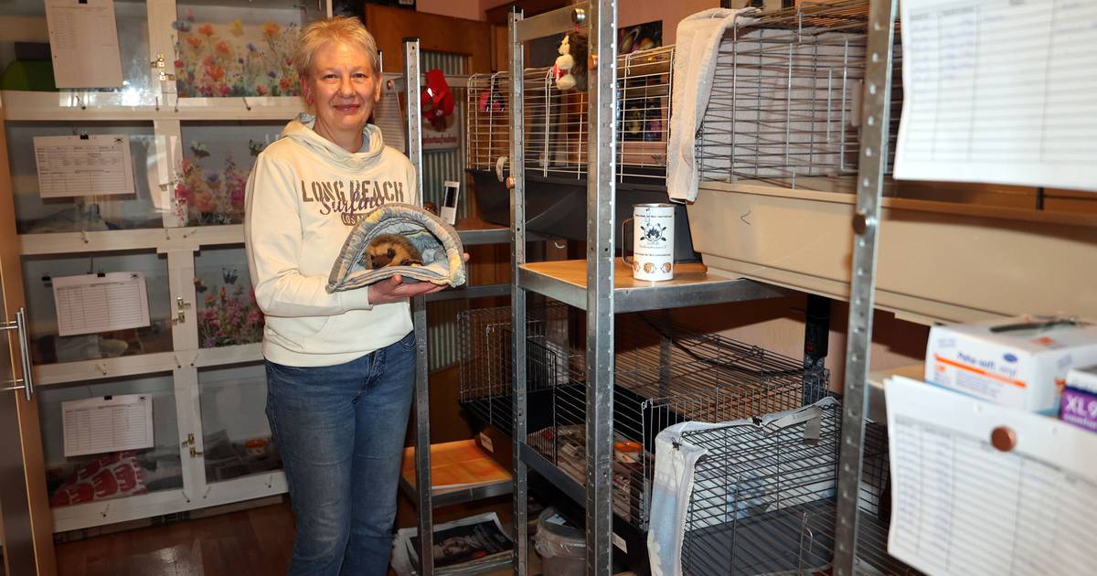 Helfer suchen private Gärten für gesunde Igel