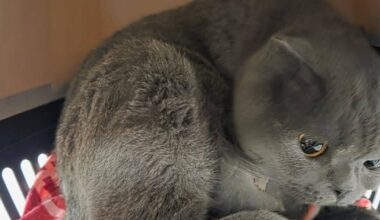 Trächtige Katze in der Kälte ausgesetzt