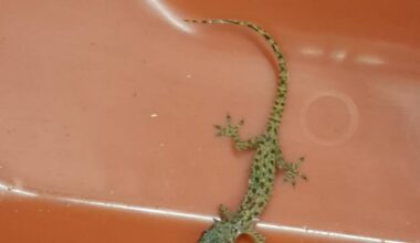 Zoll stoppt blinden Passagier im Koffer am Flughafen