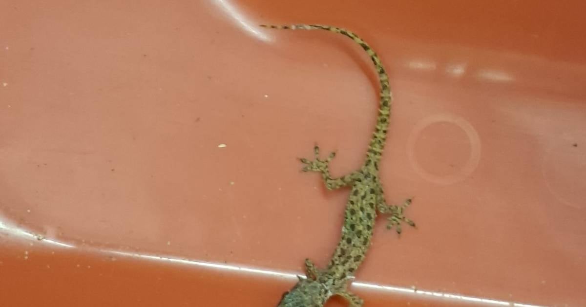 Zoll stoppt blinden Passagier im Koffer am Flughafen