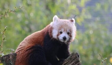 Roter Panda Jinjin hat den Grünen Zoo Wuppertal verlassen und zieht nach Wales