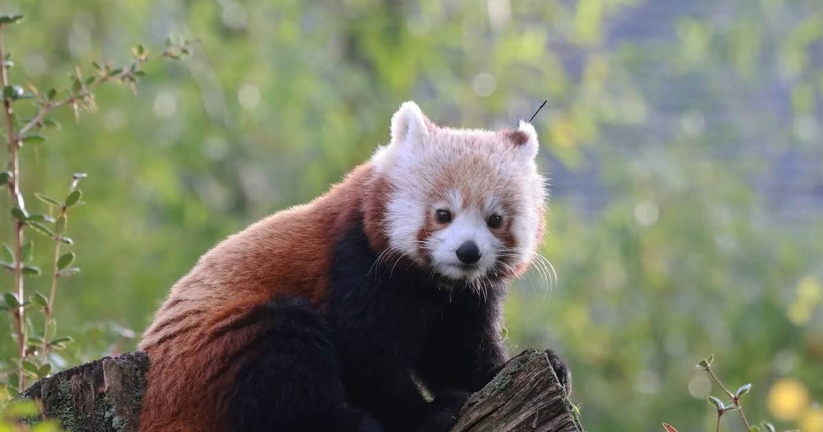 Roter Panda Jinjin hat den Grünen Zoo Wuppertal verlassen und zieht nach Wales