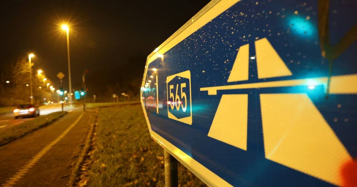 Bonn: Wildschweine könnten auf A565 laufen