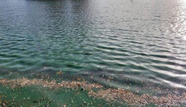 Blaualgen in zwei Seen nachgewiesen – Gefahr für Hunde