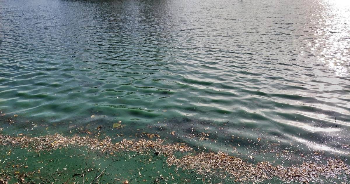 Blaualgen in zwei Seen nachgewiesen – Gefahr für Hunde
