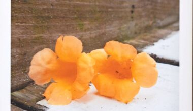 Wie Viktor Neumann den Bonner Kunstverein neu ausrichtet