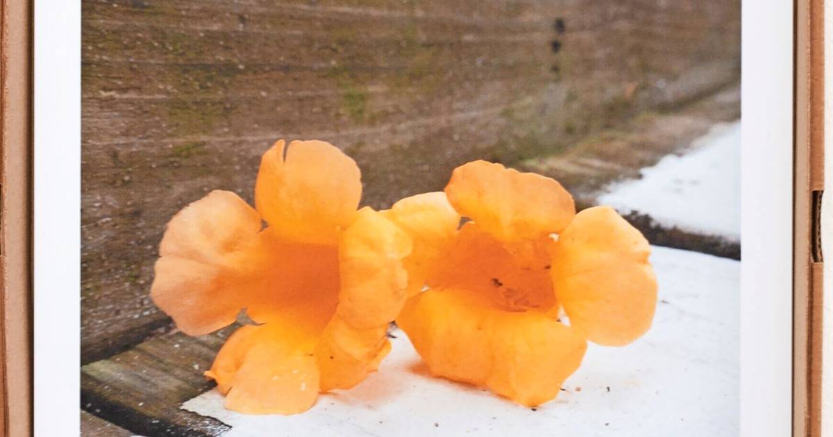 Wie Viktor Neumann den Bonner Kunstverein neu ausrichtet