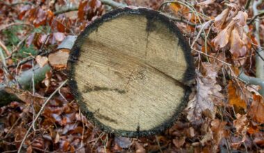 Die Stadt Wuppertal entfernt Bäume und Sträucher