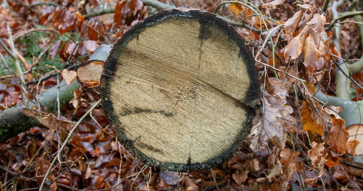 Die Stadt Wuppertal entfernt Bäume und Sträucher