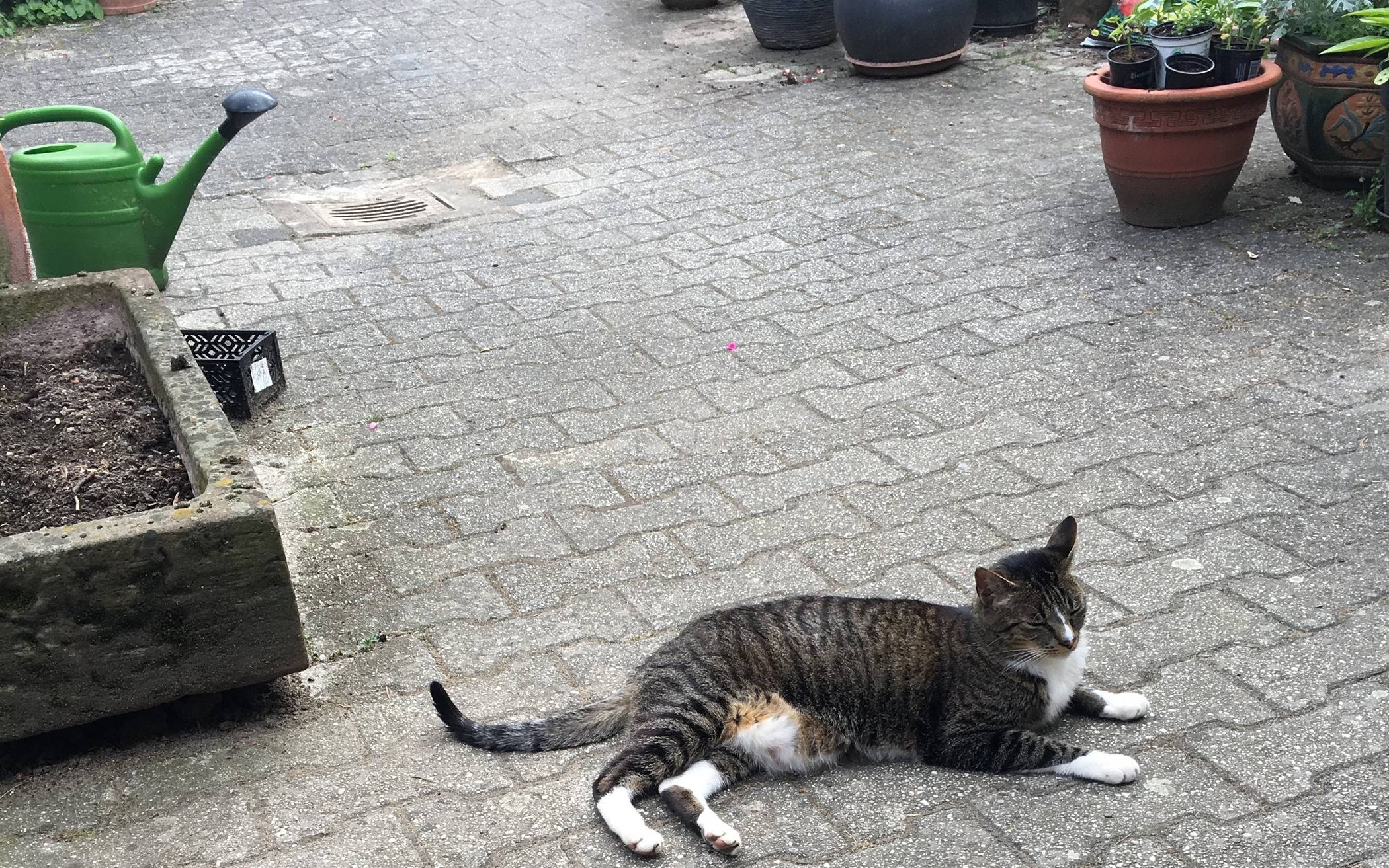  Kater Don Carlos hatte in Vilich viele Freunde.  